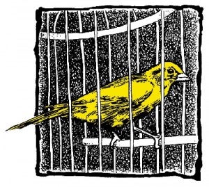 CANARY_color